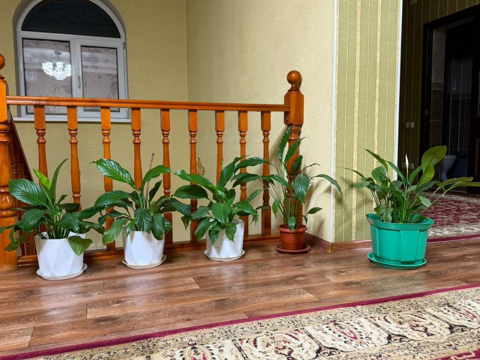 Продаю Комнатные цветы