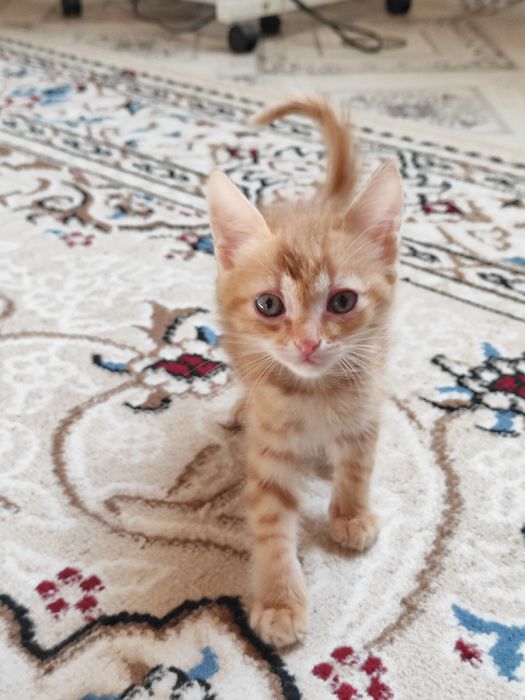 Отдам котят в добрые руки