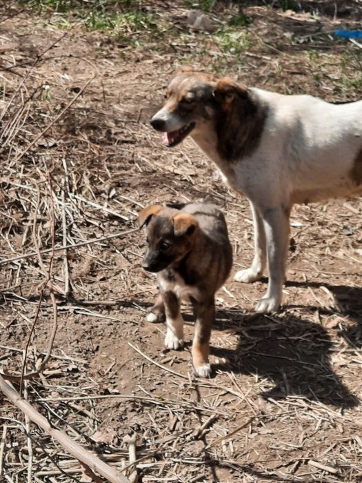 Отдаём, в добрые руки