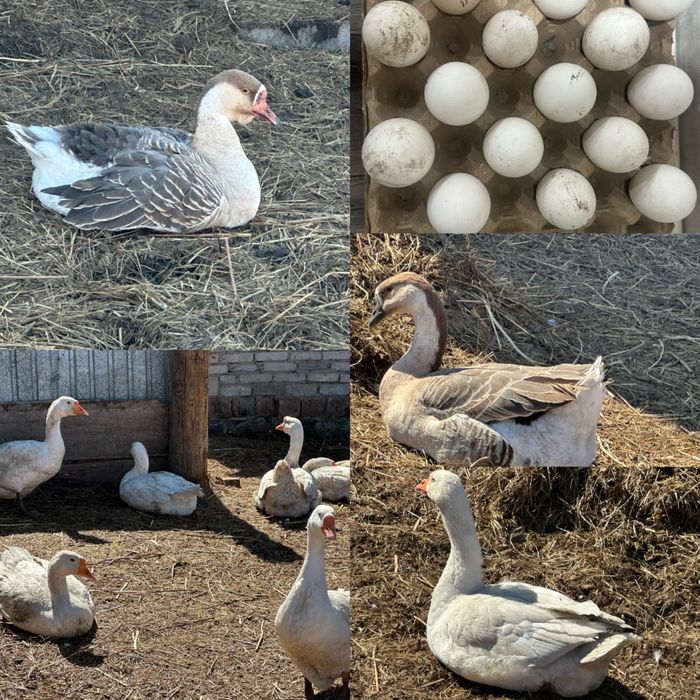 Продам гусиные инкубационные яйца