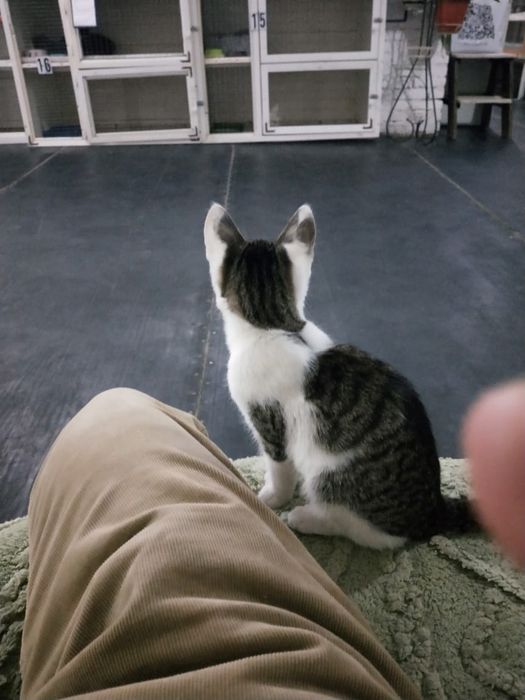 Котенок Лëлик в добрые руки