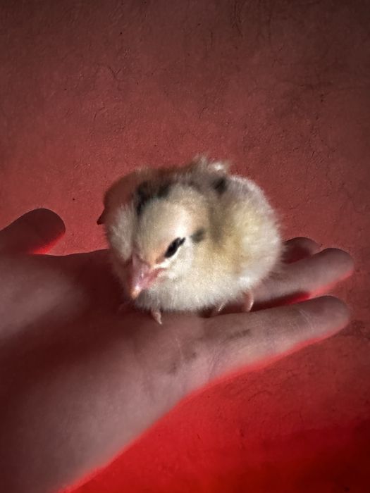 Балапандар сатылады