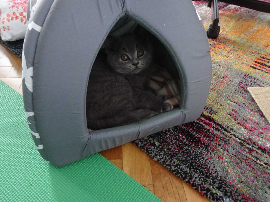 Британско късокосместо коте (м)