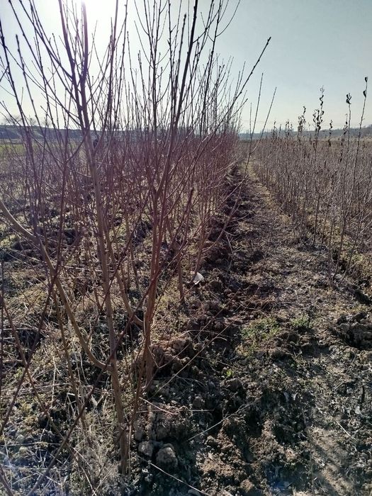 Uzum va Mevali kóchatlar bor sifatli sórtlariga garantiya bor