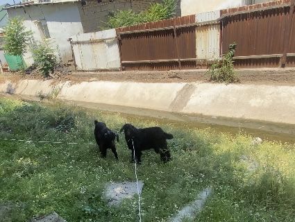 Екеуі бірге сатылады
