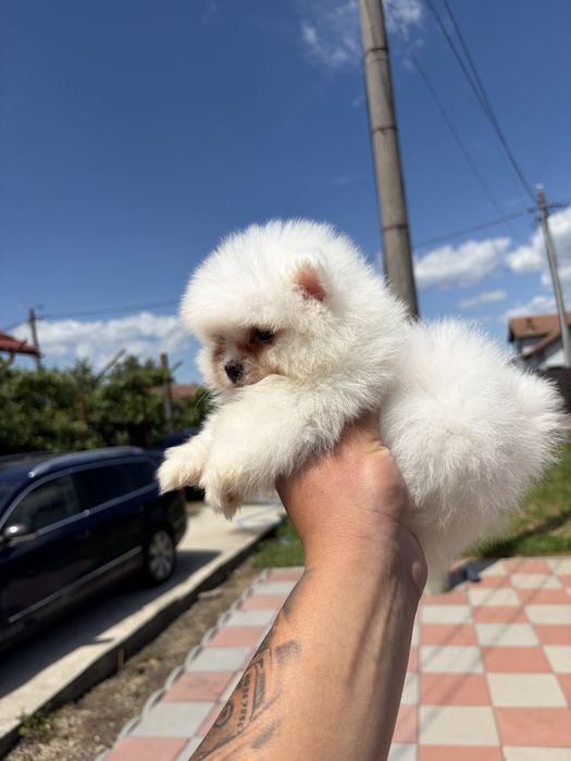 Pomeranian mini