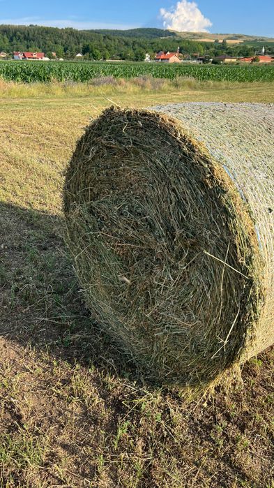 Baloți lucernă rotunzi
