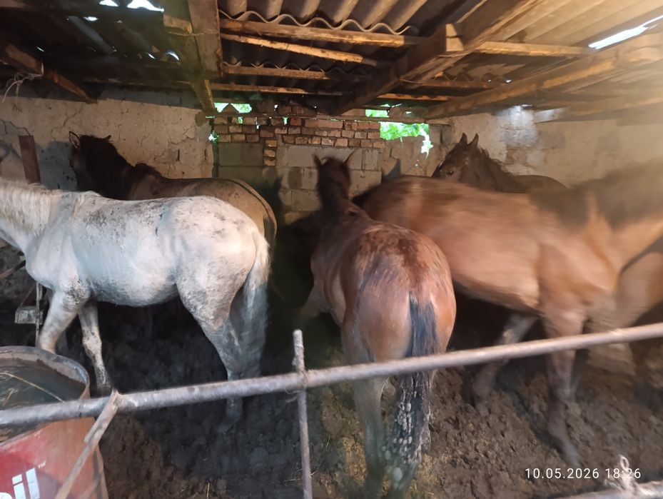 Продам жирных коней