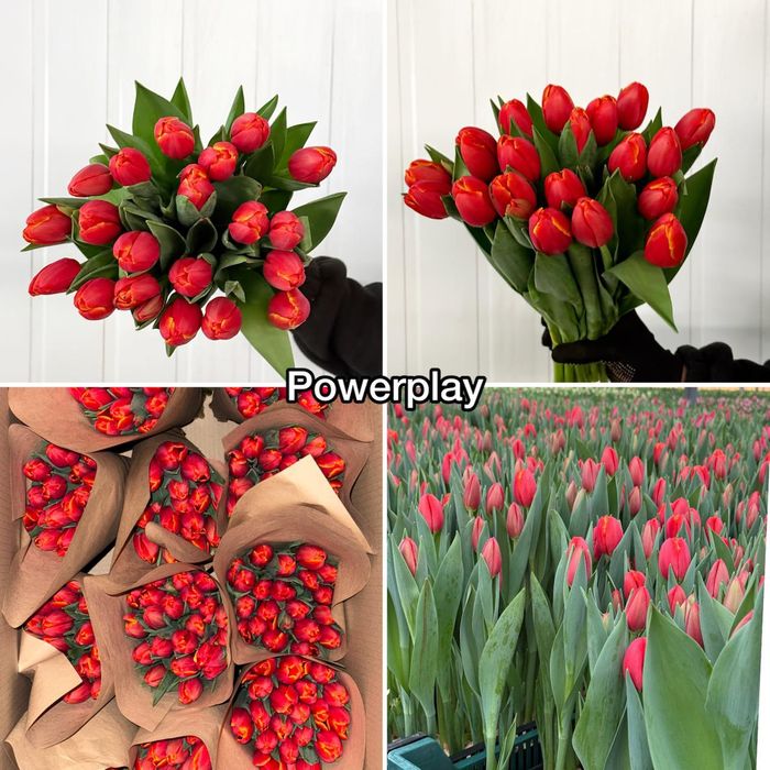 Доставка цветов по г.Семей