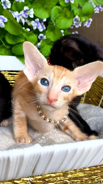 Эксклюзивные Ориентальные котятки