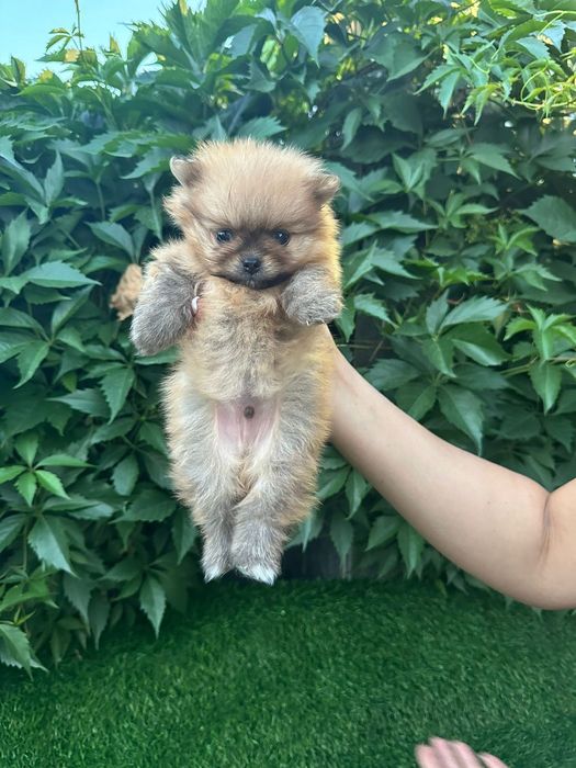 Продам щенков шпица.