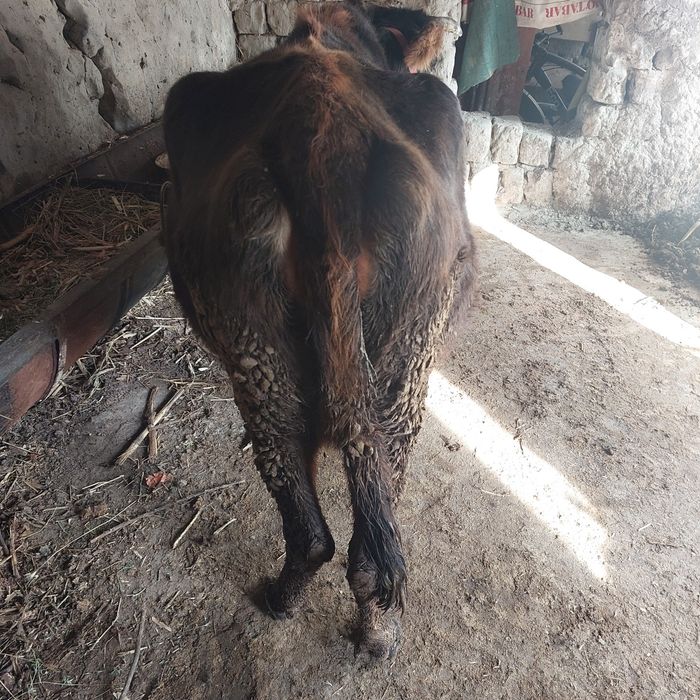 Бугоз 8 ойлик  сигир сотилади