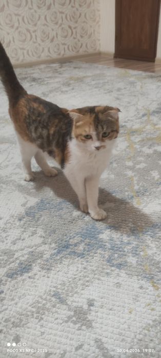 Ona bola mushuklar tekinga