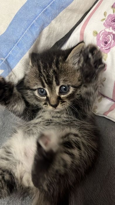 Продам котенок мальчик