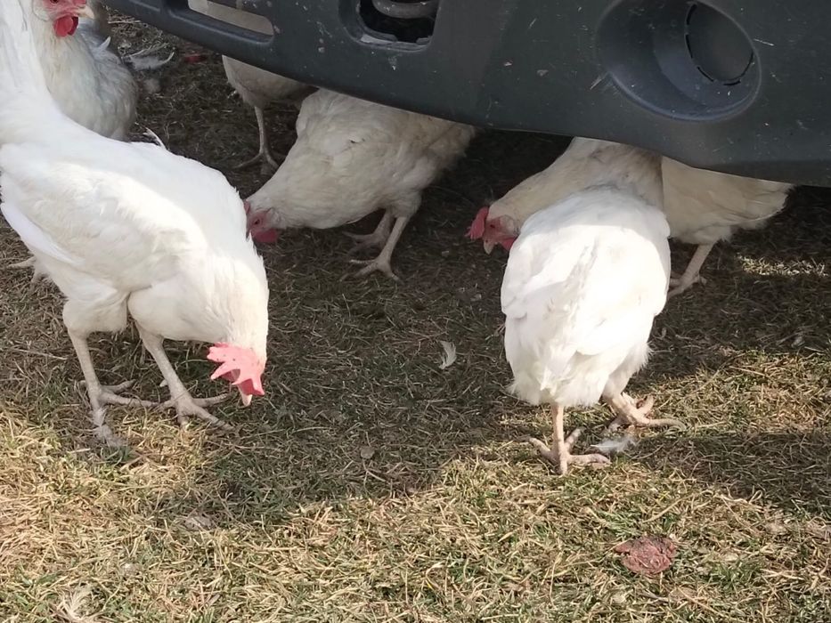 Продам Курь молодые, белые