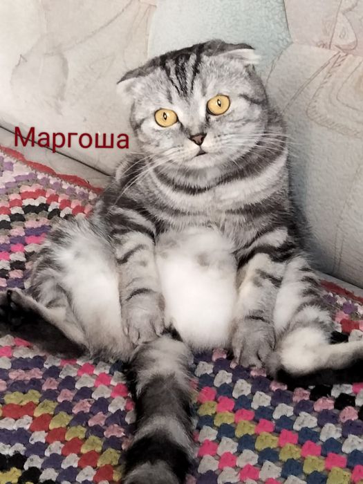 Продам кошку шотландку девочку