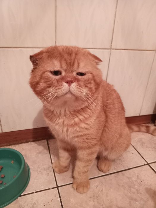 Вязка породистого кота