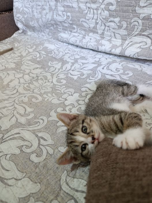 Отдаю даром котят
