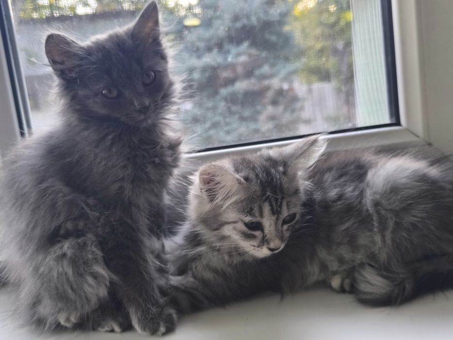 Отдам котят в добрые руки