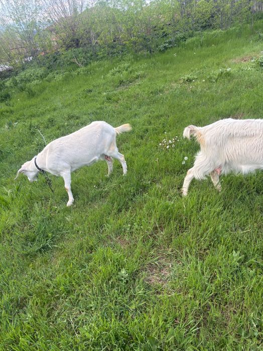 Продавам 2 броя дойни кози