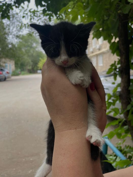 Отдадим котенка в добрые руки