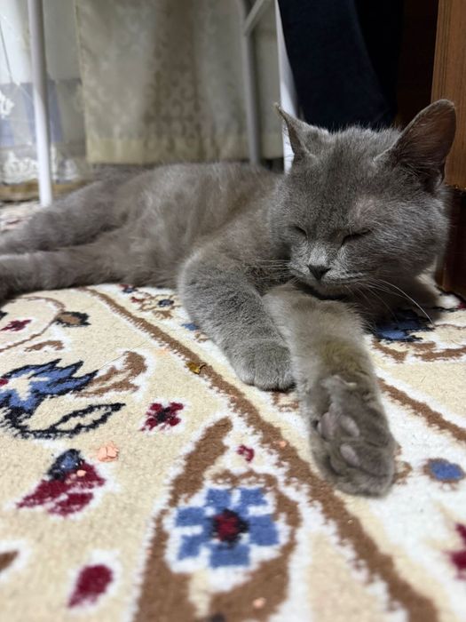 Өте ақылды мысық