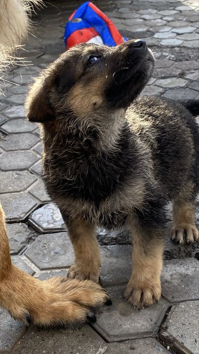 Щенки Немецкой овчарки