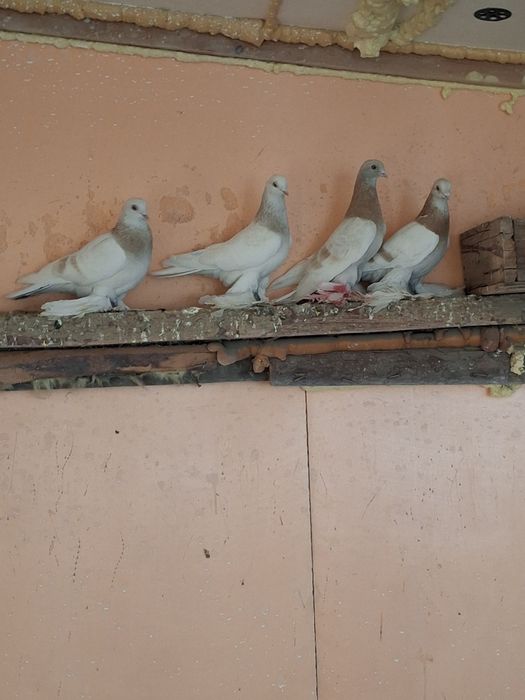 Продам голубей самцы