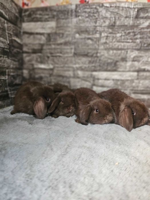 Vând iepurași  Berbec Pitic