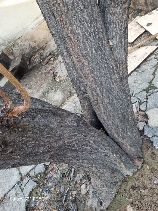 утин бор урик дарахти тана ва шохлари