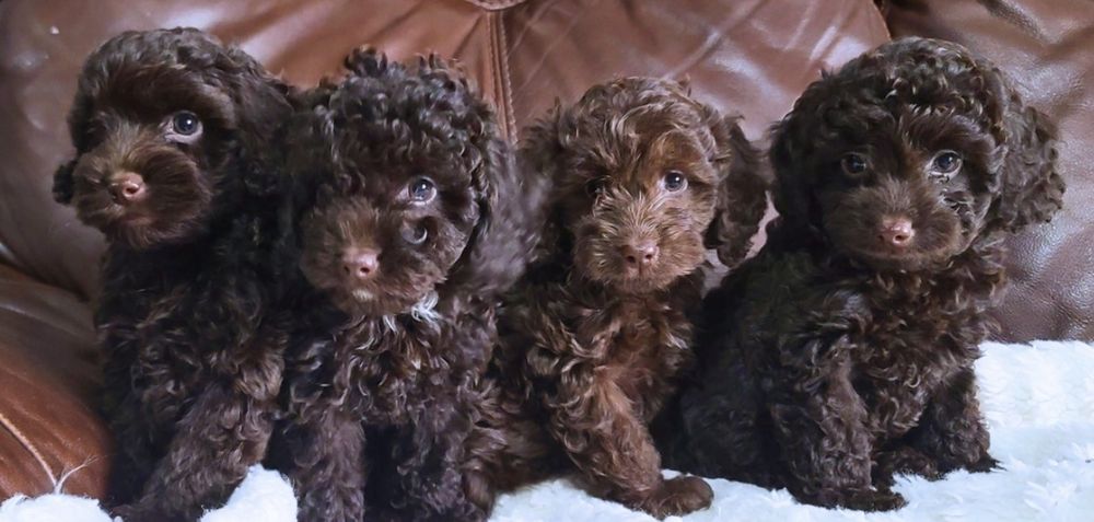 Мини пудел той  пудел