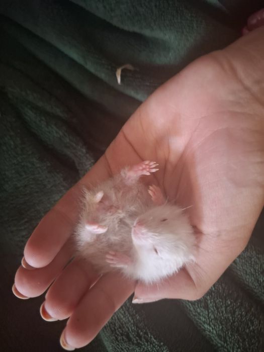 Подарявам малки хамстерчета