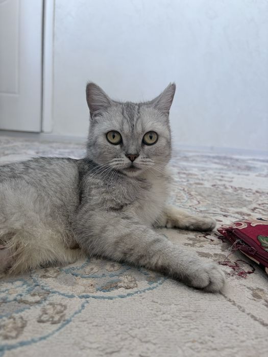 Британские котята