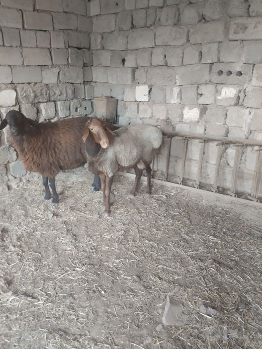 Qazoqi Quy va Hisori Quchqor sotiladi