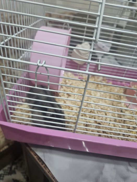 Хомячок джунгарик