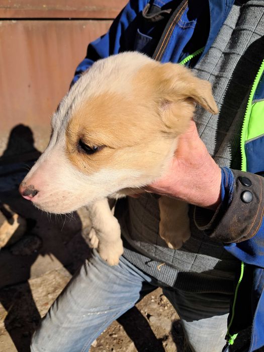 Ofer spre adoptie catei metis Asia Centrala