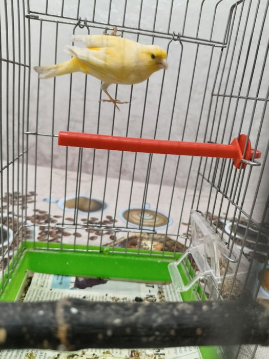 Продам самочек конореек