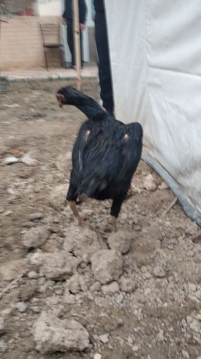 Dakan tovuq sotiladi