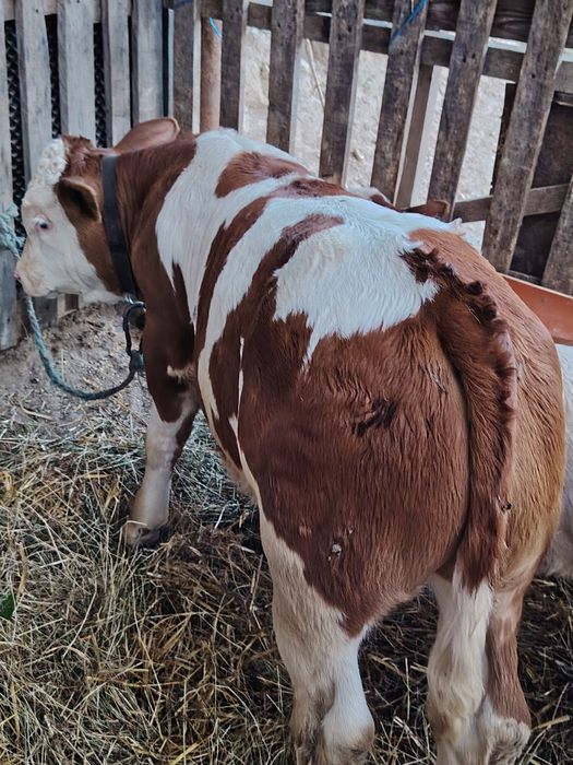 Vând un vițel de o lună jumate