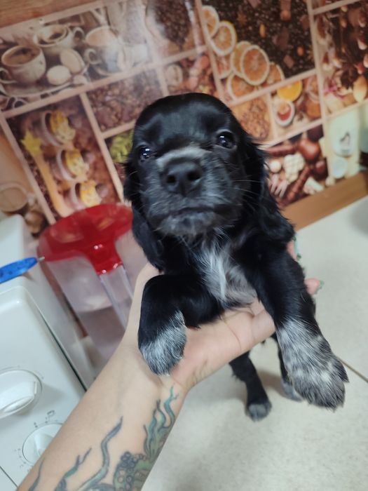 Продам спаниель щенят