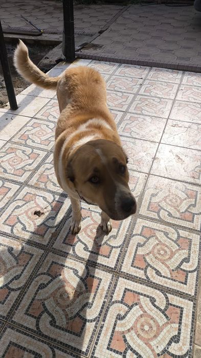 Отдам Алабая бесплатно