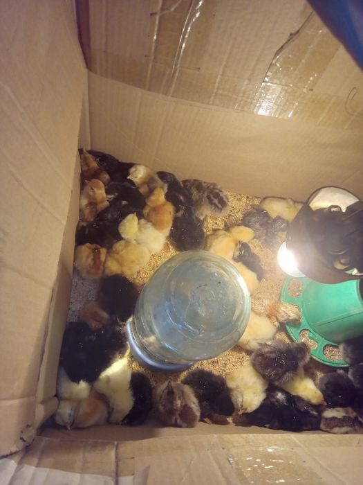 Продам домашних цыплят.