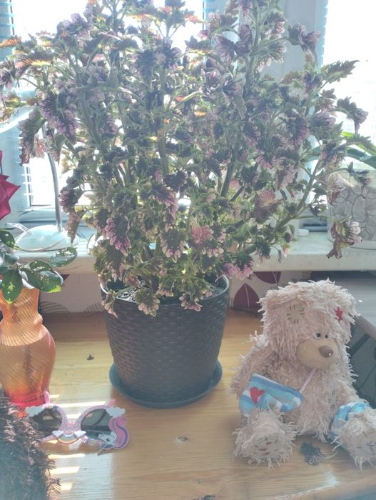 Комнатные цветы продам