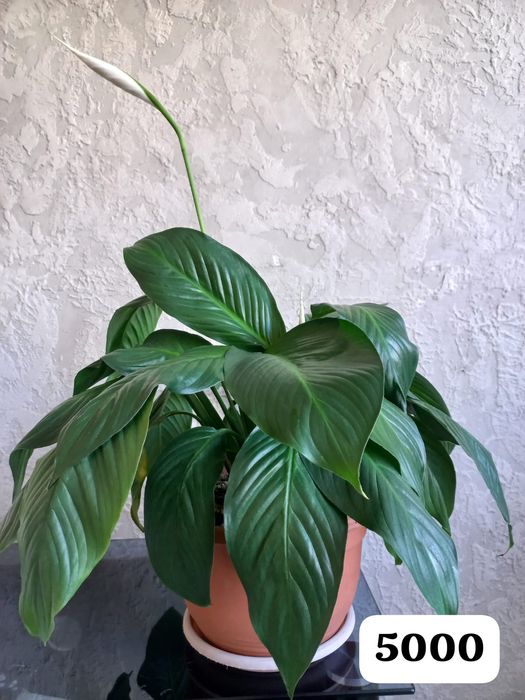 Цветы для вашего уюта