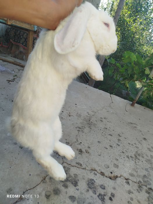 Zotdor zoʻr quyonlar