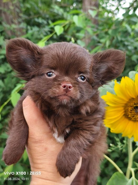 Продам щенков породы чихуахуа