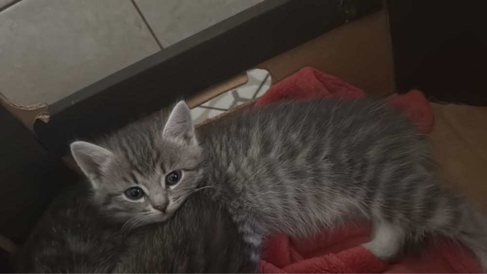 Котенок в добрые руки