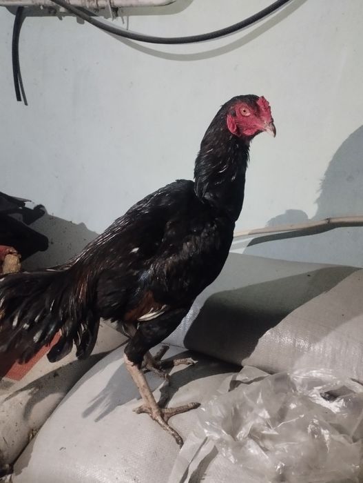 Дакан турецкий хинт 8месмяцев