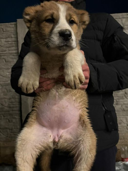 2 айлық алабай күшік сатылады