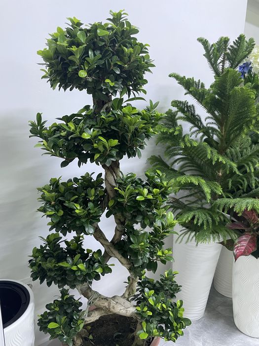 Комнатные цветы для дома и офиса